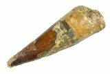 Fossil Spinosaurus Tooth - Real Dinosaur Tooth #346782-1